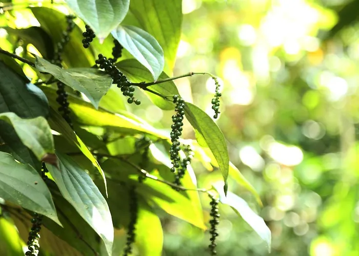 Spice Valley Home Stay & Tree House Munnar
