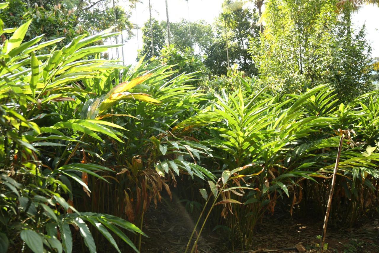 Spice Valley & Tree House * Munnar